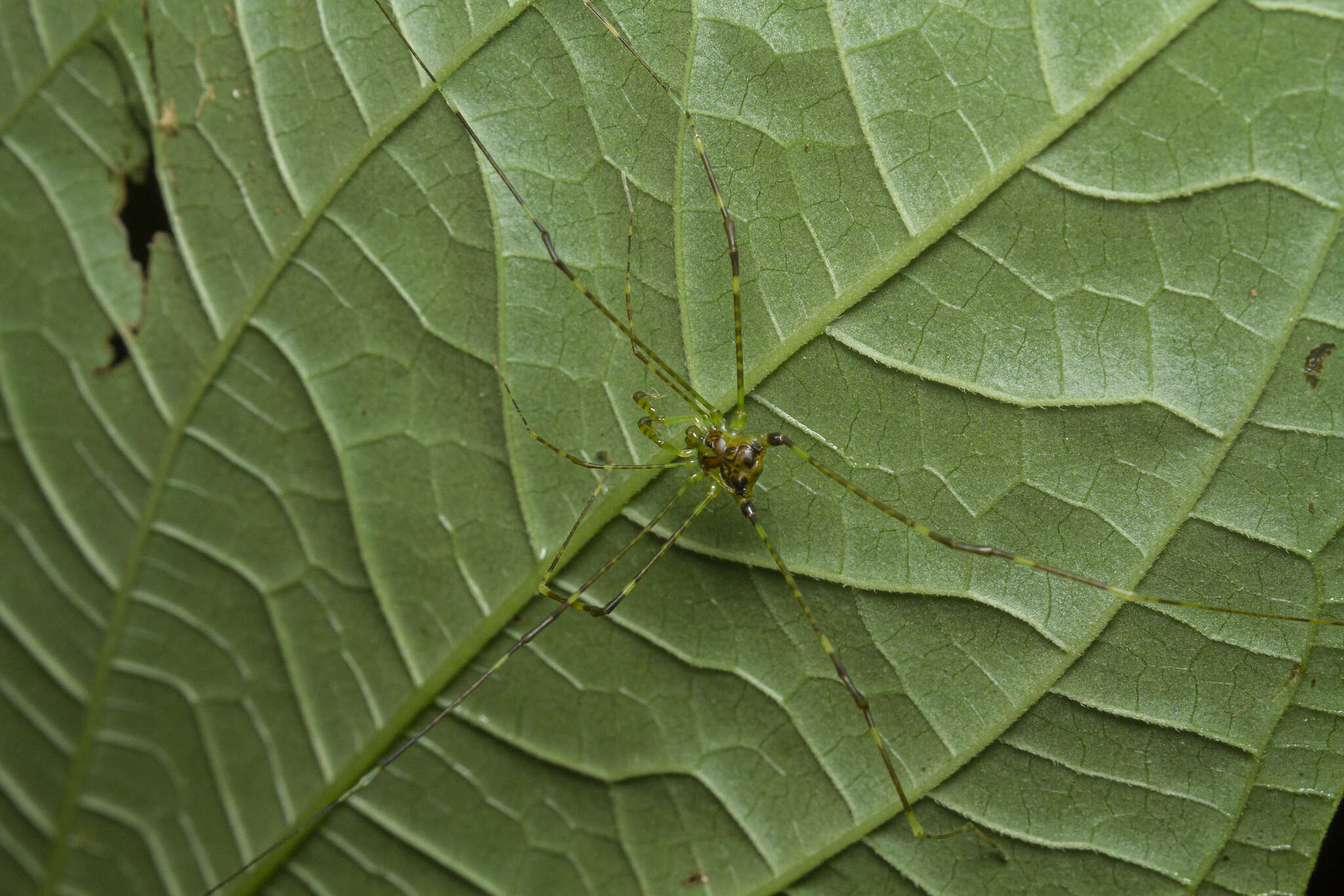 Image de Heteromitobates discolor (Sørensen 1884)