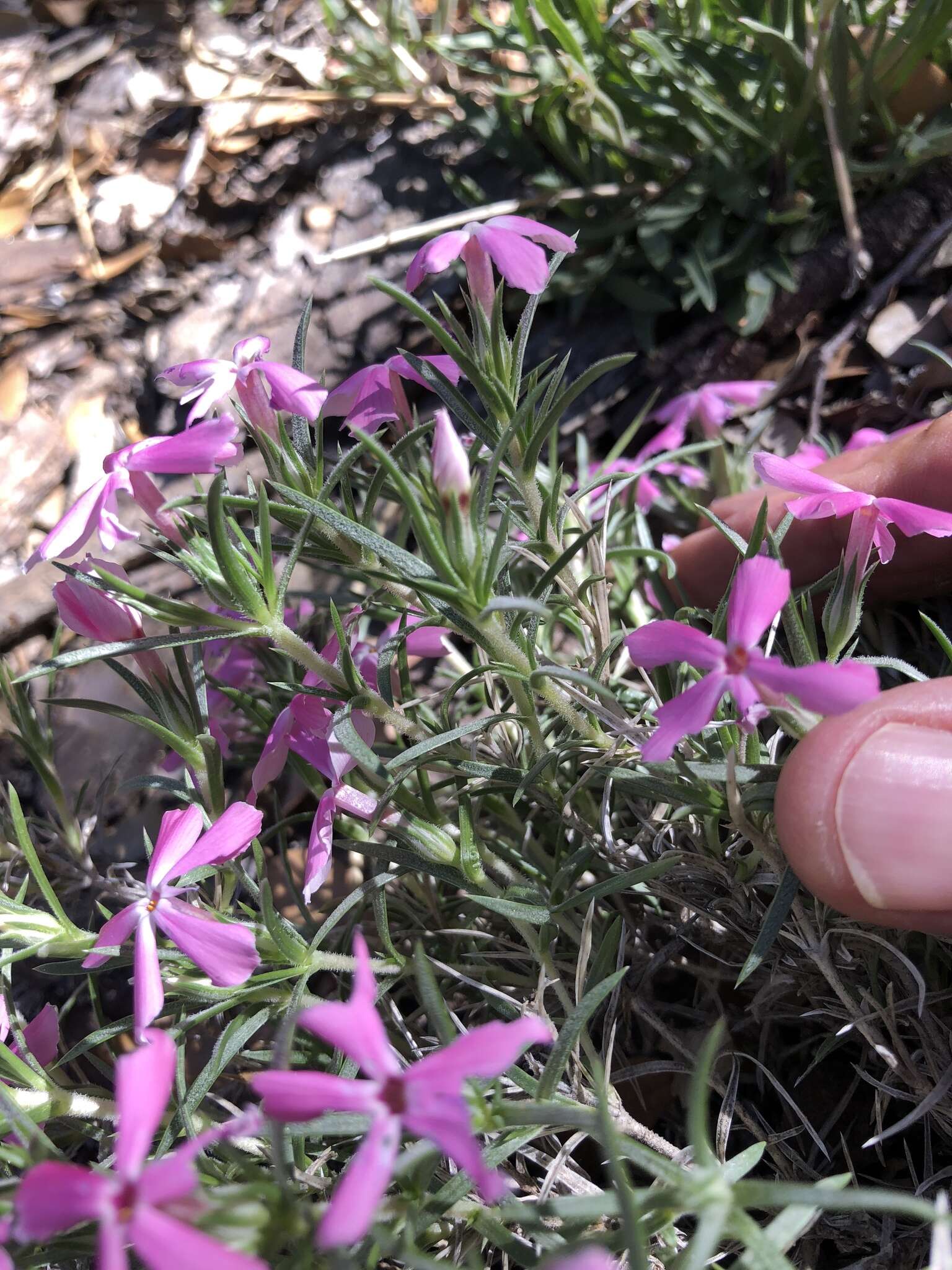 Imagem de Phlox austromontana Coville