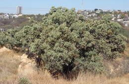 Image of Protea caffra subsp. caffra