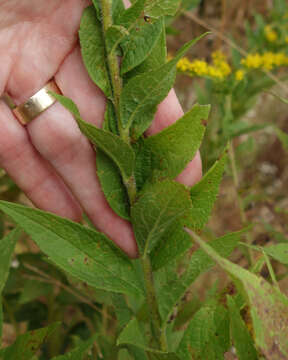 Image of wrinkleleaf goldenrod