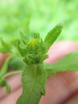 Image de Sigesbeckia flosculosa L'Hér.