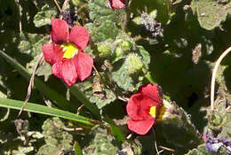 Image of Jamesbrittenia breviflora (Schltr.) O. M. Hilliard