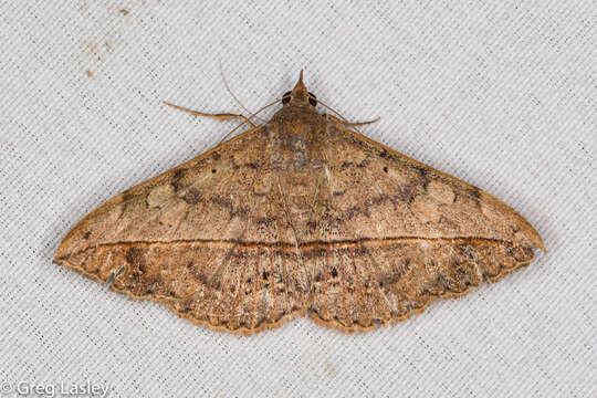 Image of Velvetbean Caterpillar Moth