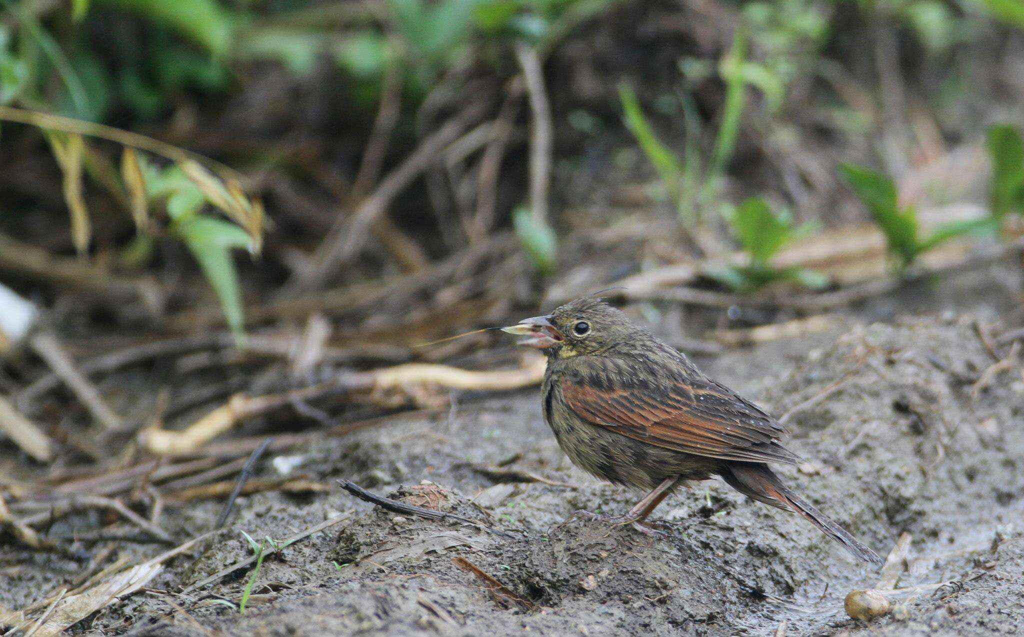 Plancia ëd Emberiza lathami Gray & JE 1831