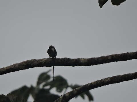 Colonia colonus leuconota (Lafresnaye 1842)的圖片