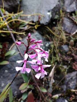 Image of Epidendrum blepharistes Barker ex Lindl.