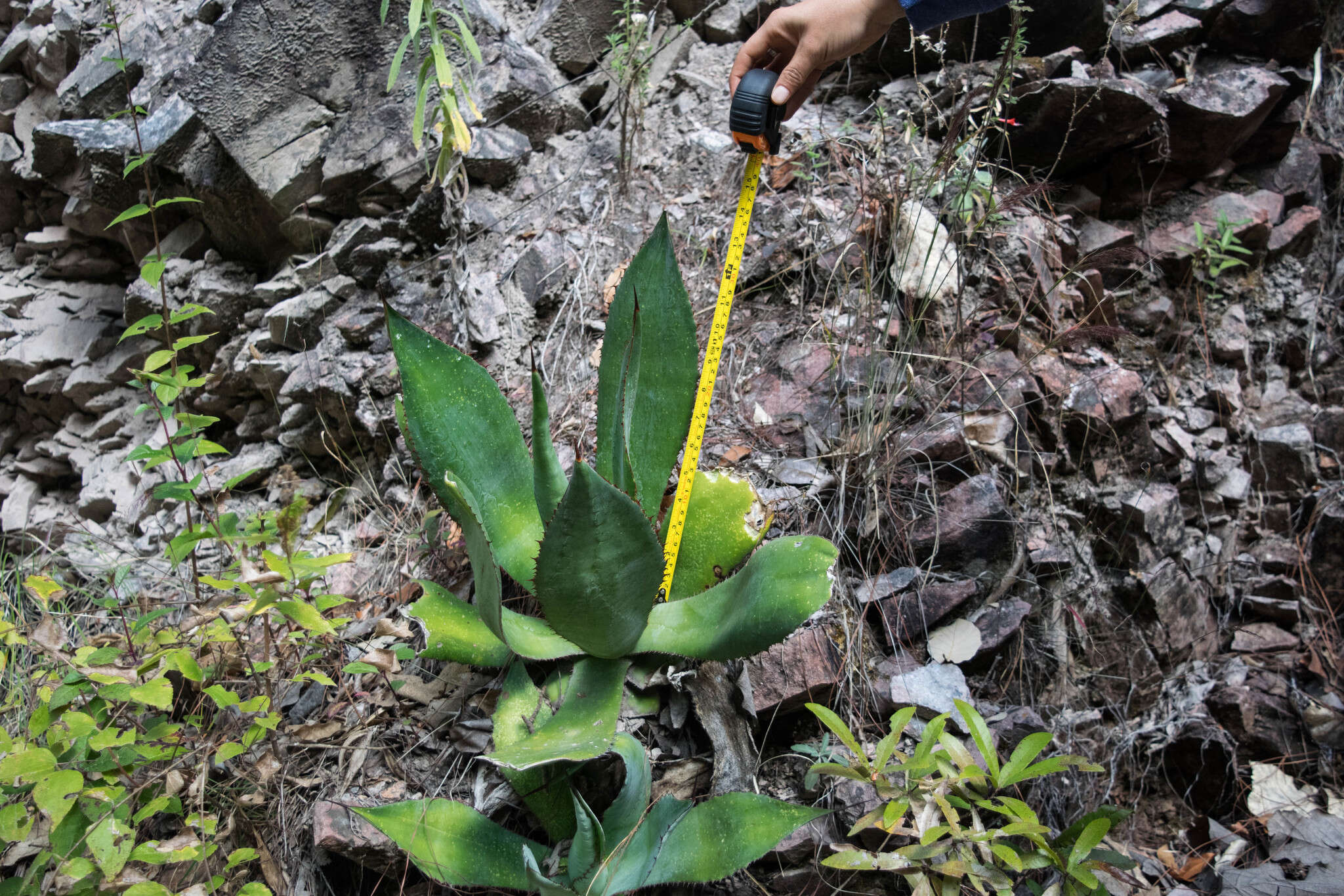 Слика од Agave maximiliana var. maximiliana