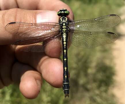 Imagem de Nihonogomphus ruptus (Selys 1858)