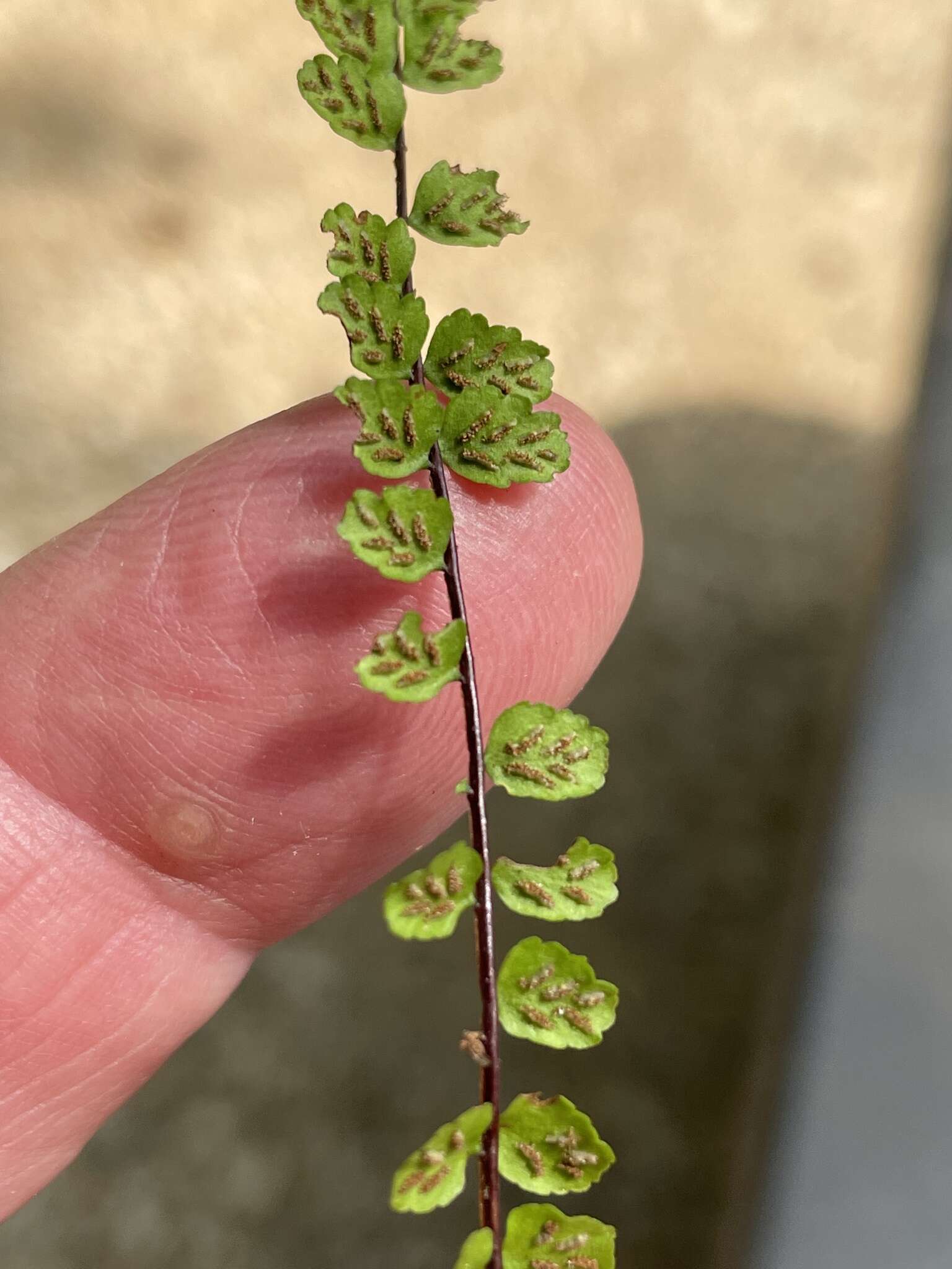 Image de Asplenium trichomanes subsp. trichomanes