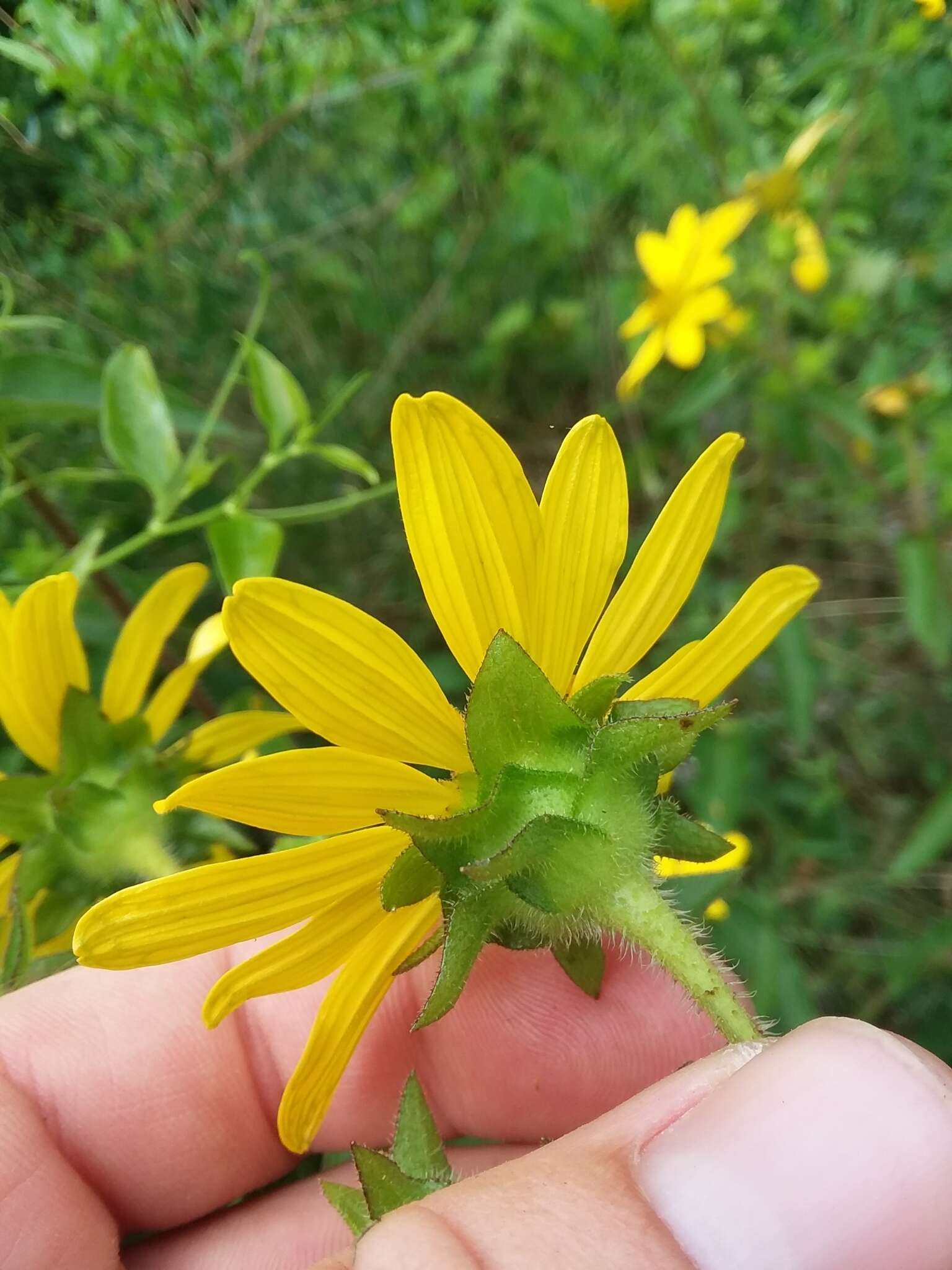 Imagem de Silphium integrifolium var. asperrimum (Hook.) B. L. Turner