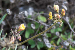 Oxalis pes-caprae L. resmi