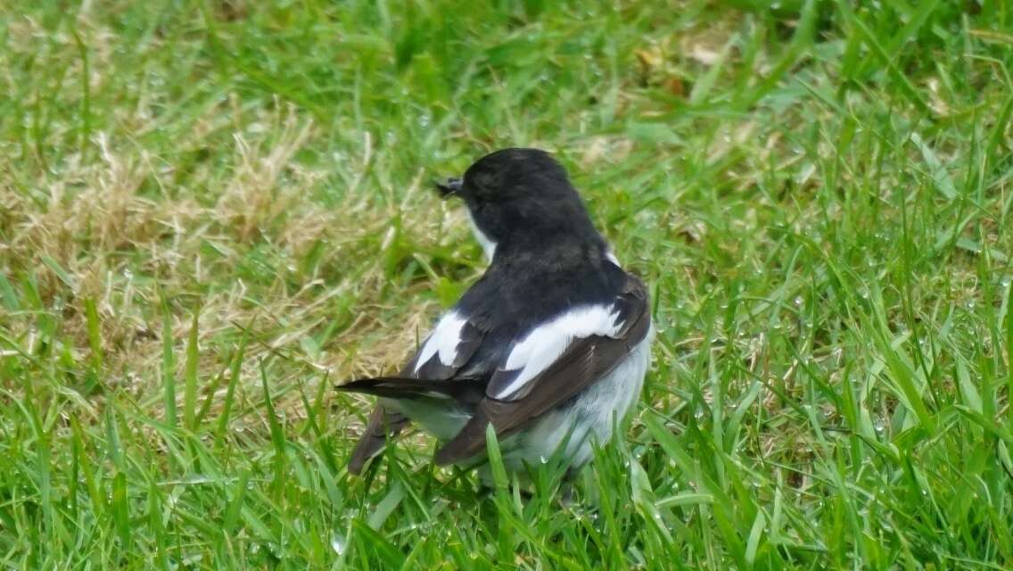 Plancia ëd Ficedula hypoleuca (Pallas 1764)