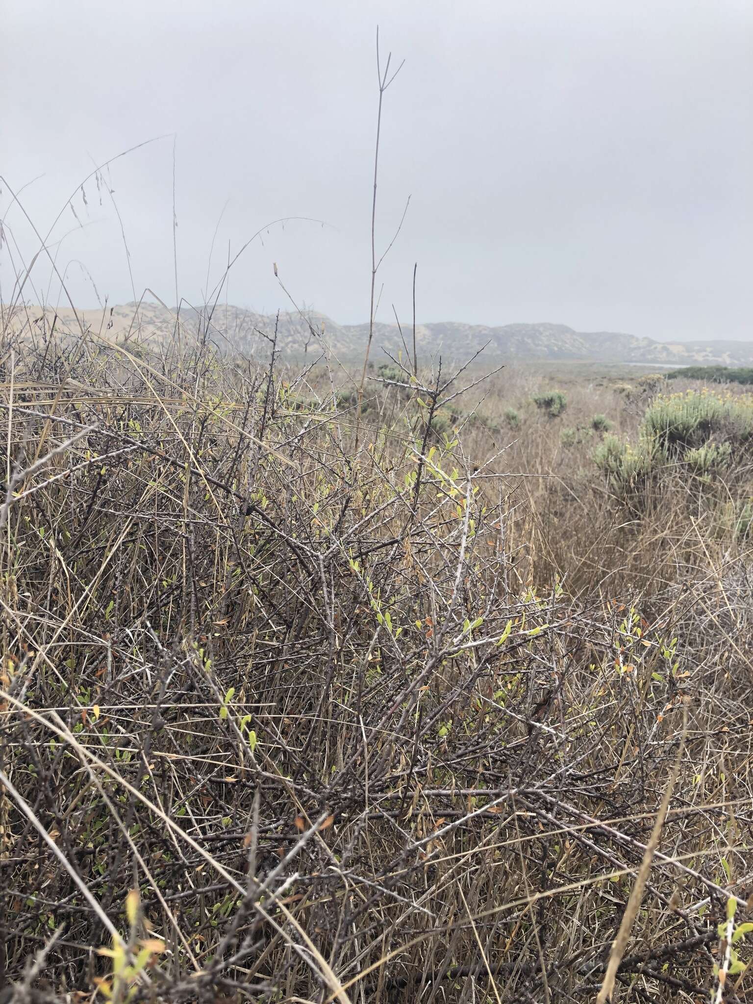 Image of desert almond