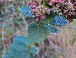 Image of Lippia rotundifolia Cham.