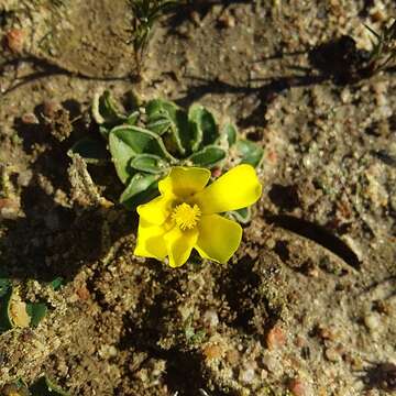 Image of Moraea galaxia (L. fil.) Goldblatt & J. C. Manning