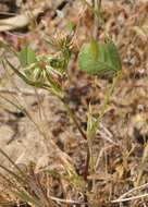 Image of Trifolium angulatum Waldst. & Kit.