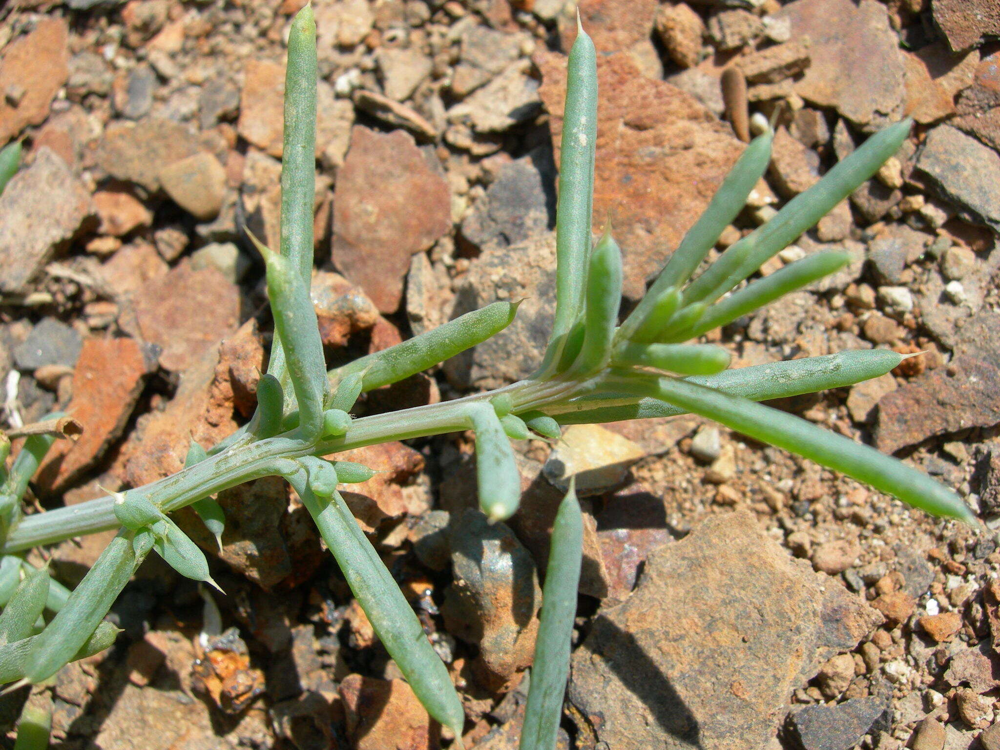 صورة Kali tragus subsp. pontica (Pall.) Mosyakin