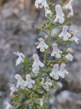 Image of Satureja montana subsp. variegata (Host) P. W. Ball