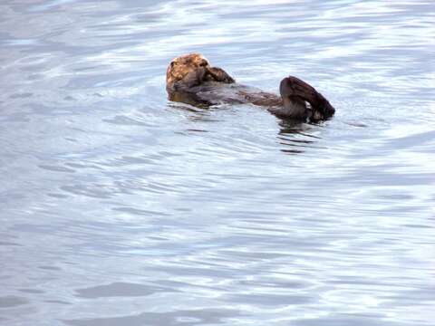 Image of Northern Sea Otter