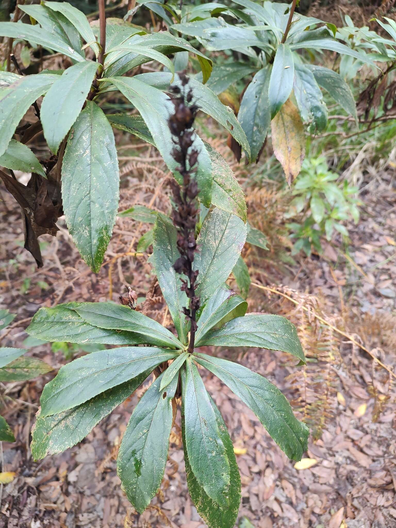 Imagem de Digitalis canariensis L.