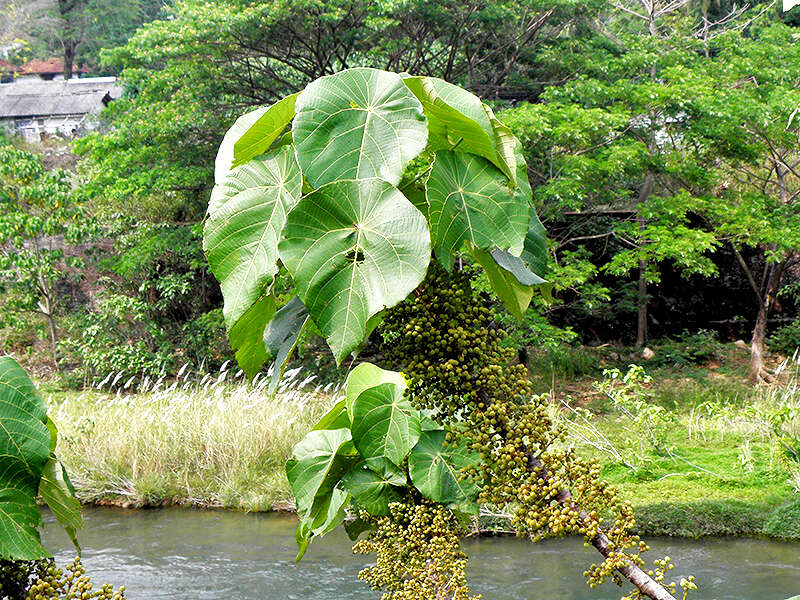 Image of Macaranga peltata (Roxb.) Müll. Arg.