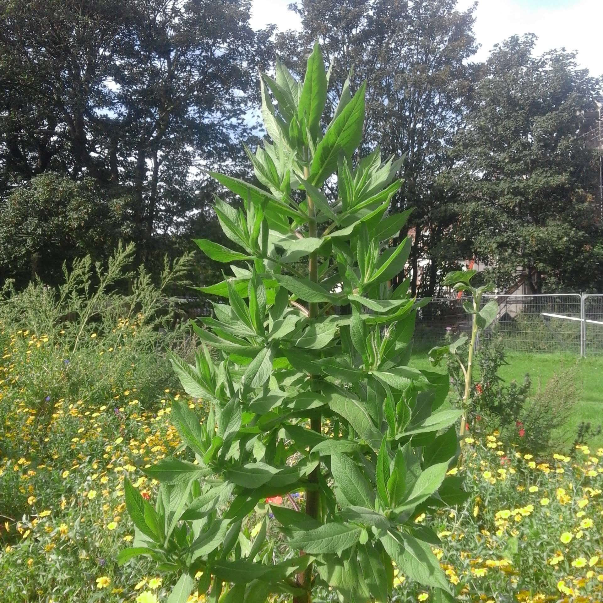 Imagem de Guizotia scabra (Vis.) Chiov.