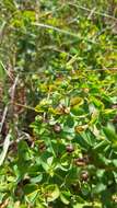 Image of Euphorbia paniculata Desf.