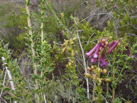 Imagem de Freylinia crispa E. J. van Jaarsveld