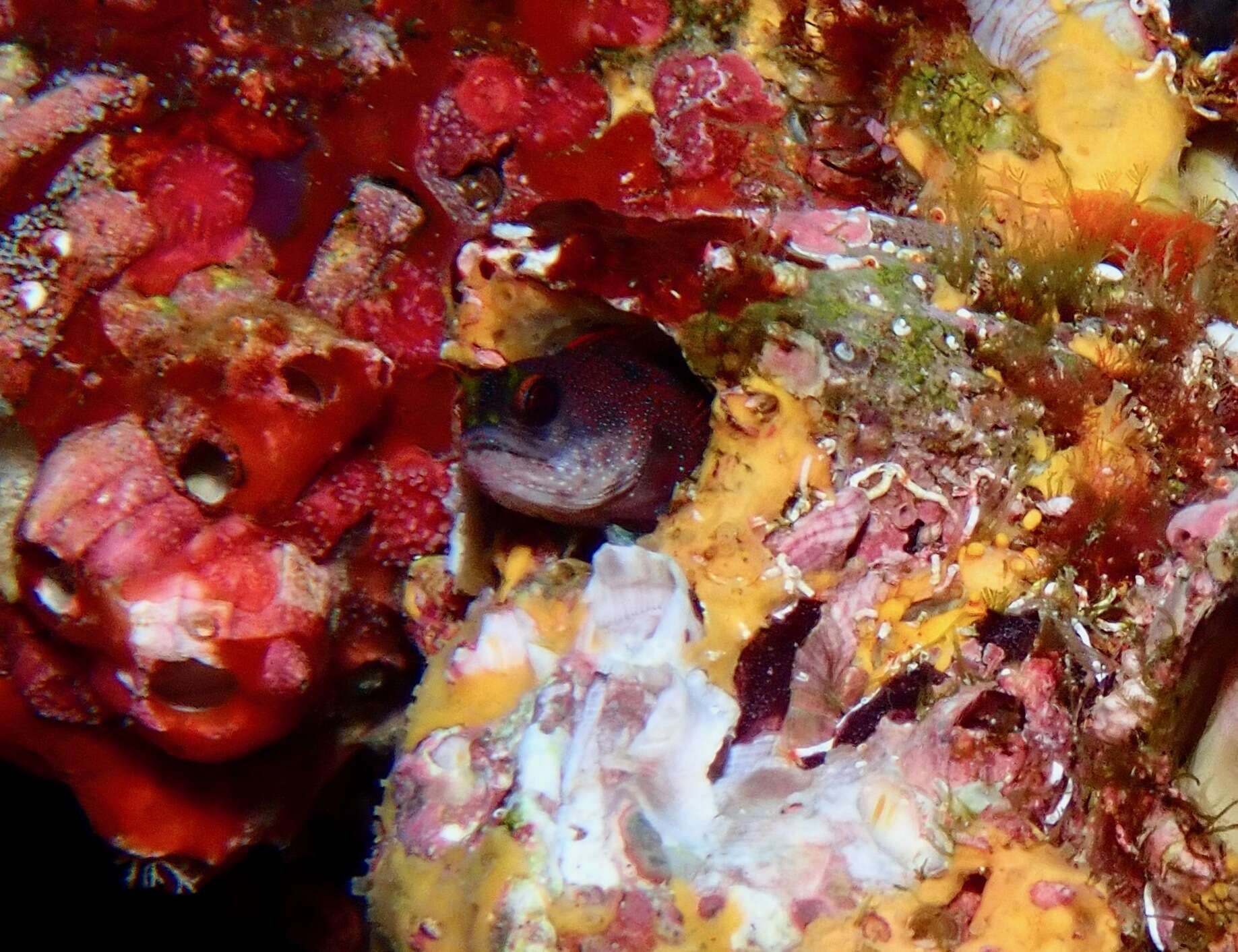 Image of Galápagos Barnacle Blenny