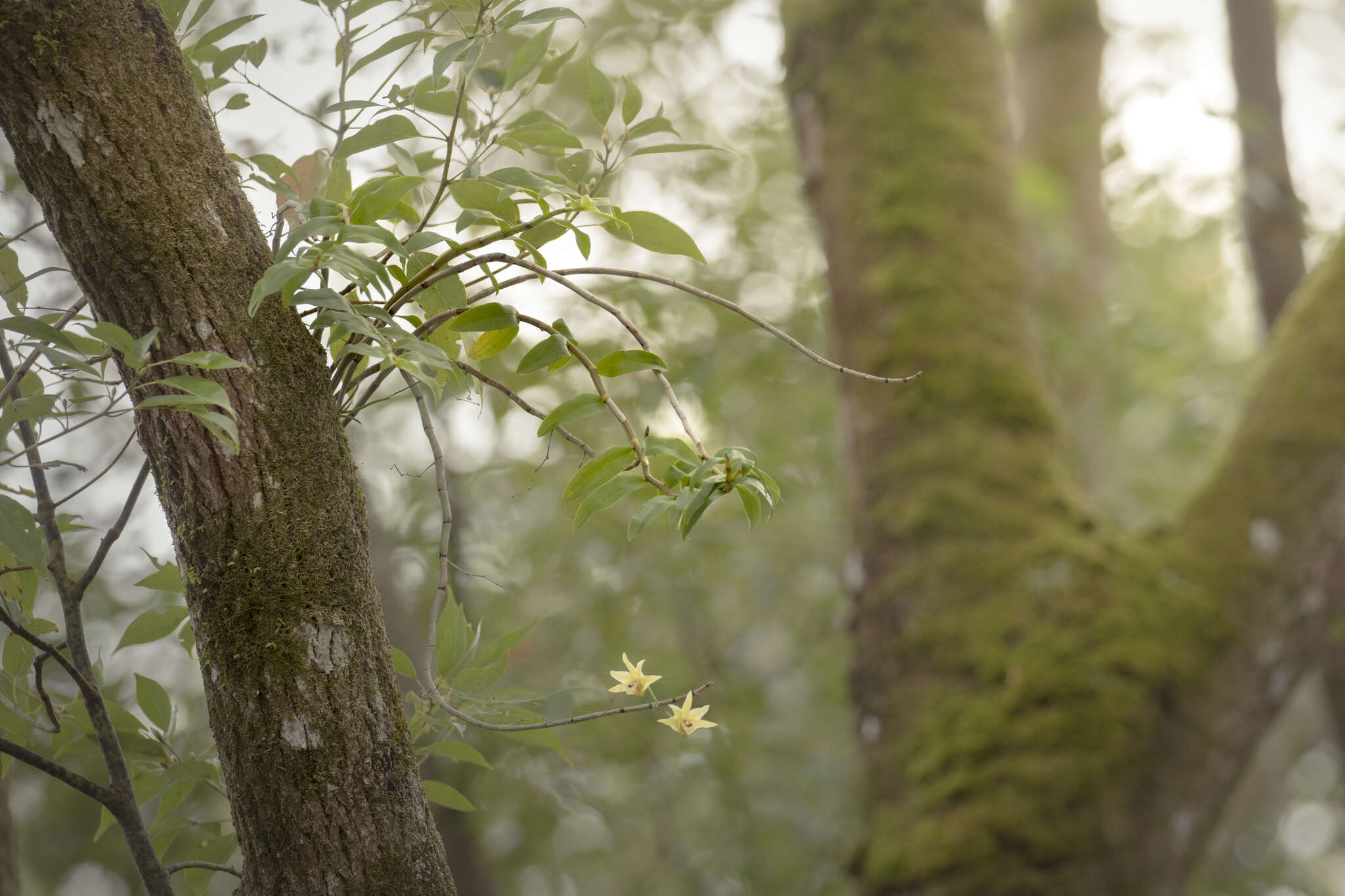 Imagem de Dendrobium catenatum Lindl.