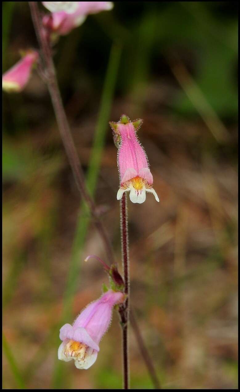 Image of slender beard-tongue