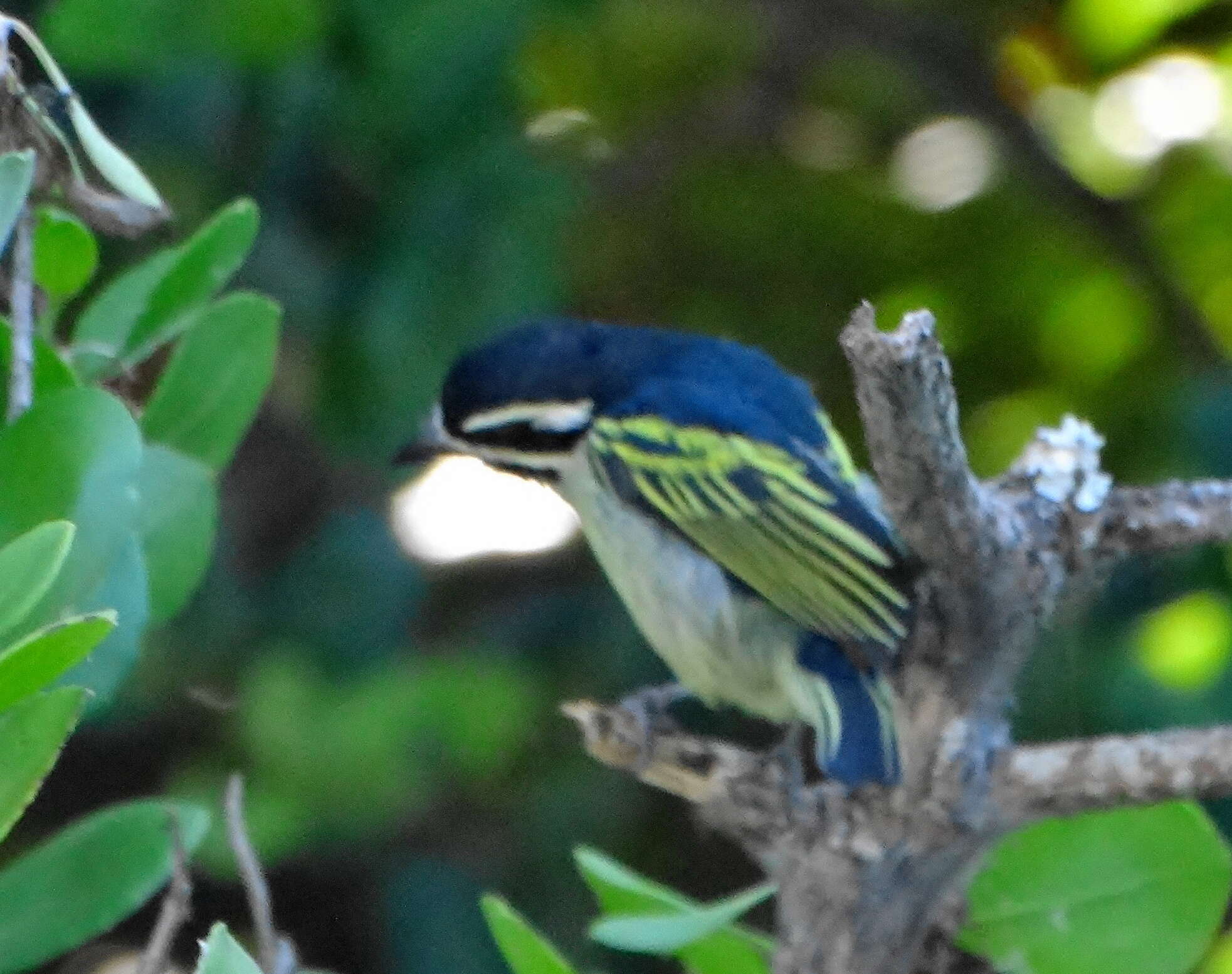 صورة Pogoniulus bilineatus bilineatus (Sundevall 1850)