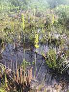 Image of yellow asphodel