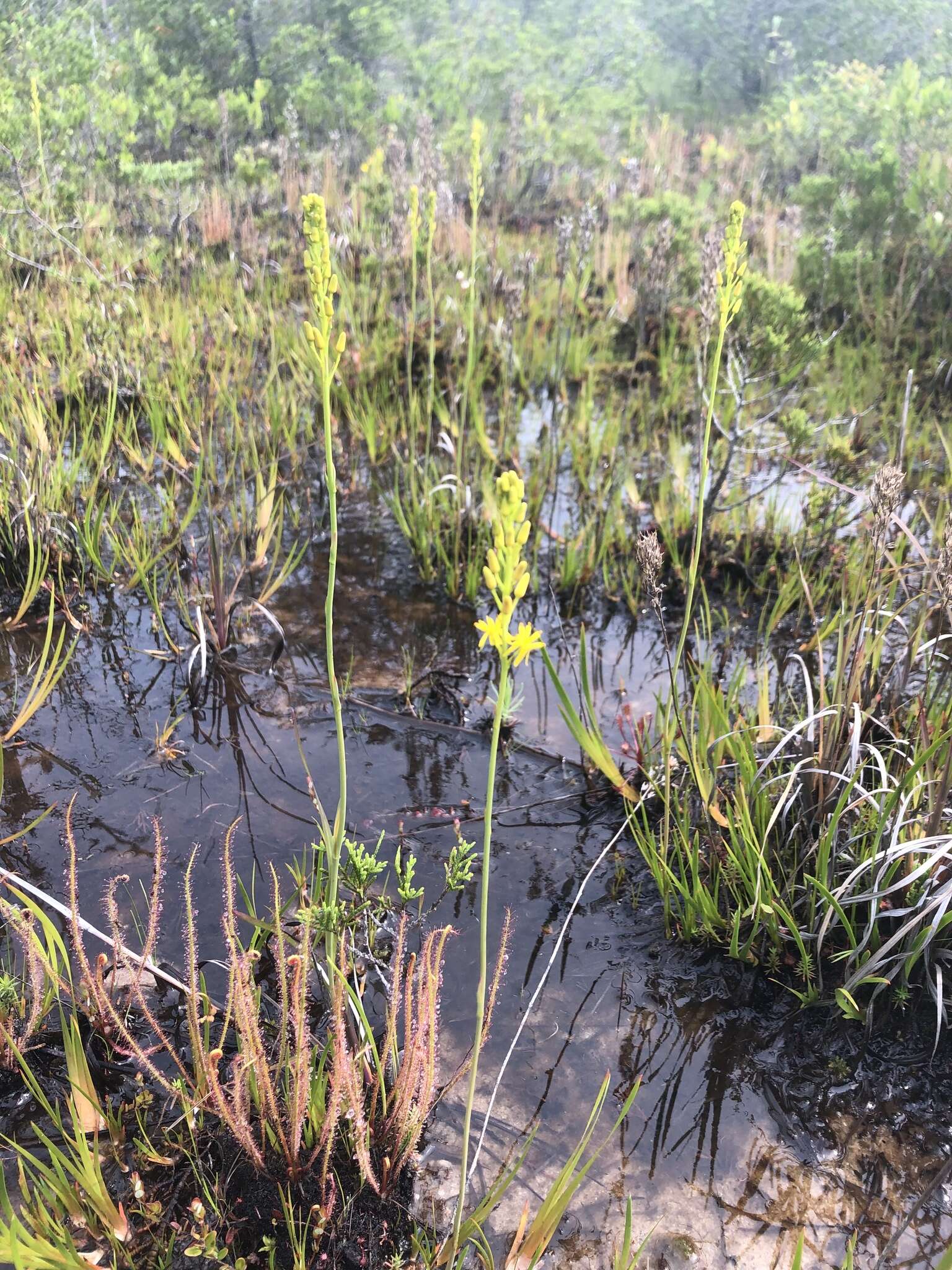 Image of yellow asphodel