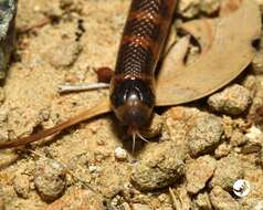 Image of Brachyurophis semifasciatus Günther 1863