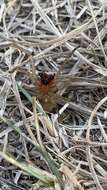 Слика од Cheiracanthium pelasgicum (C. L. Koch 1837)