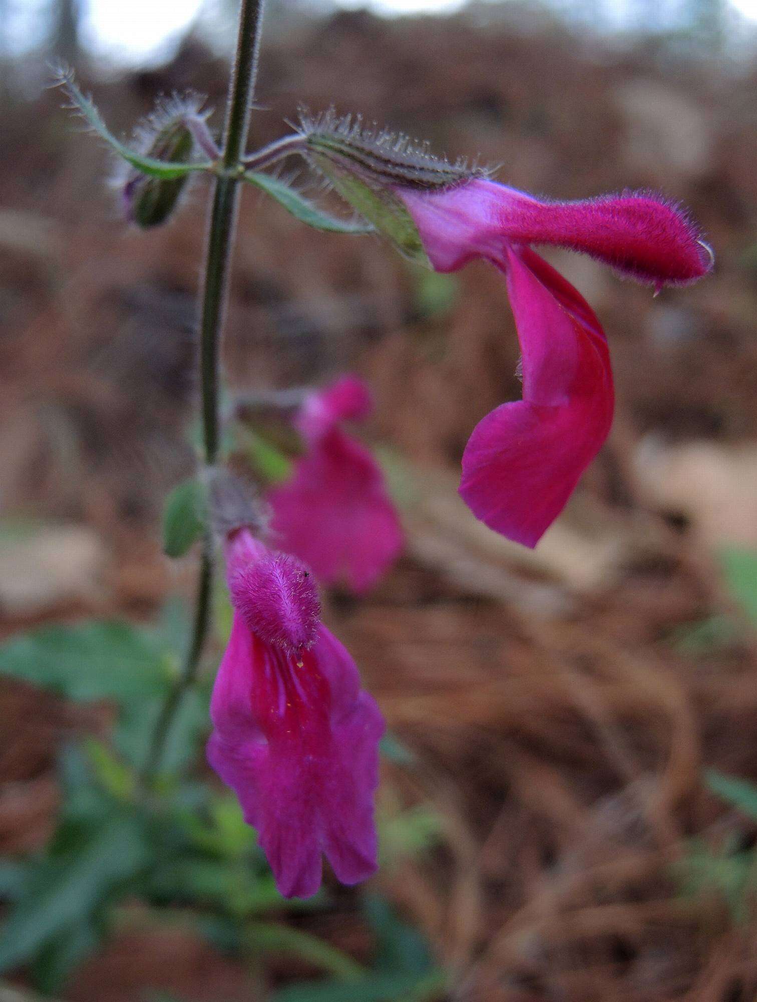 Imagem de Salvia angustiarum Epling