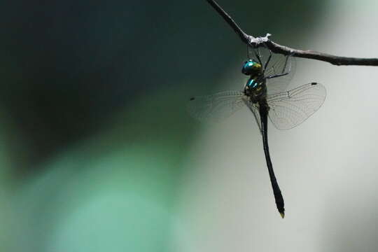 Image de Macromidia ellenae Wilson 1996