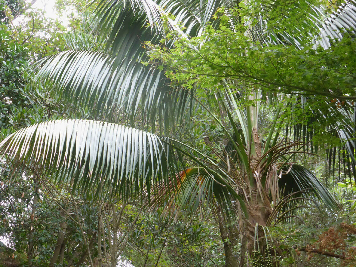 Howea forsteriana (F. Muell.) Becc. resmi