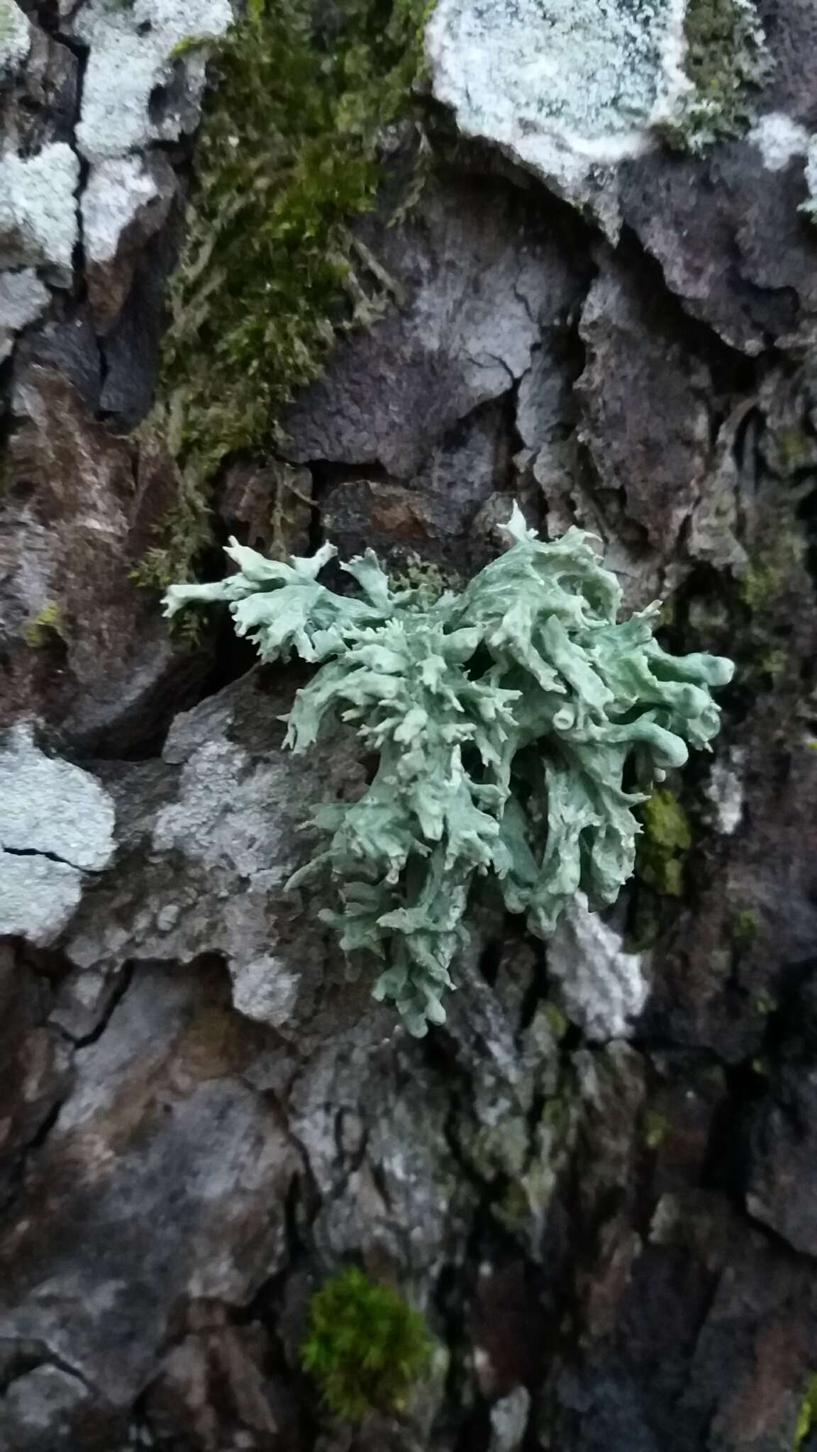 Image of Cartilage lichen