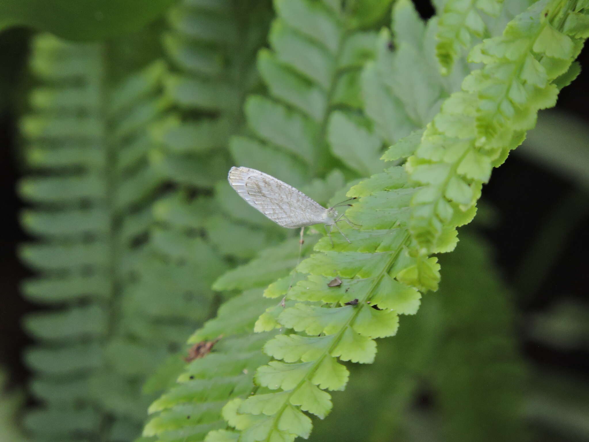 Image of <i>Leptosia nina niobe</i>