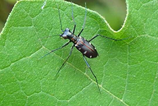 Image of Cylindera (Ifasina) decolorata (W. Horn 1907)