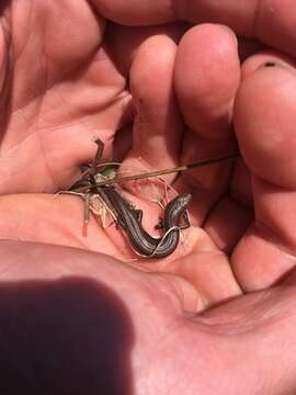 Image of Southern Grass Skink