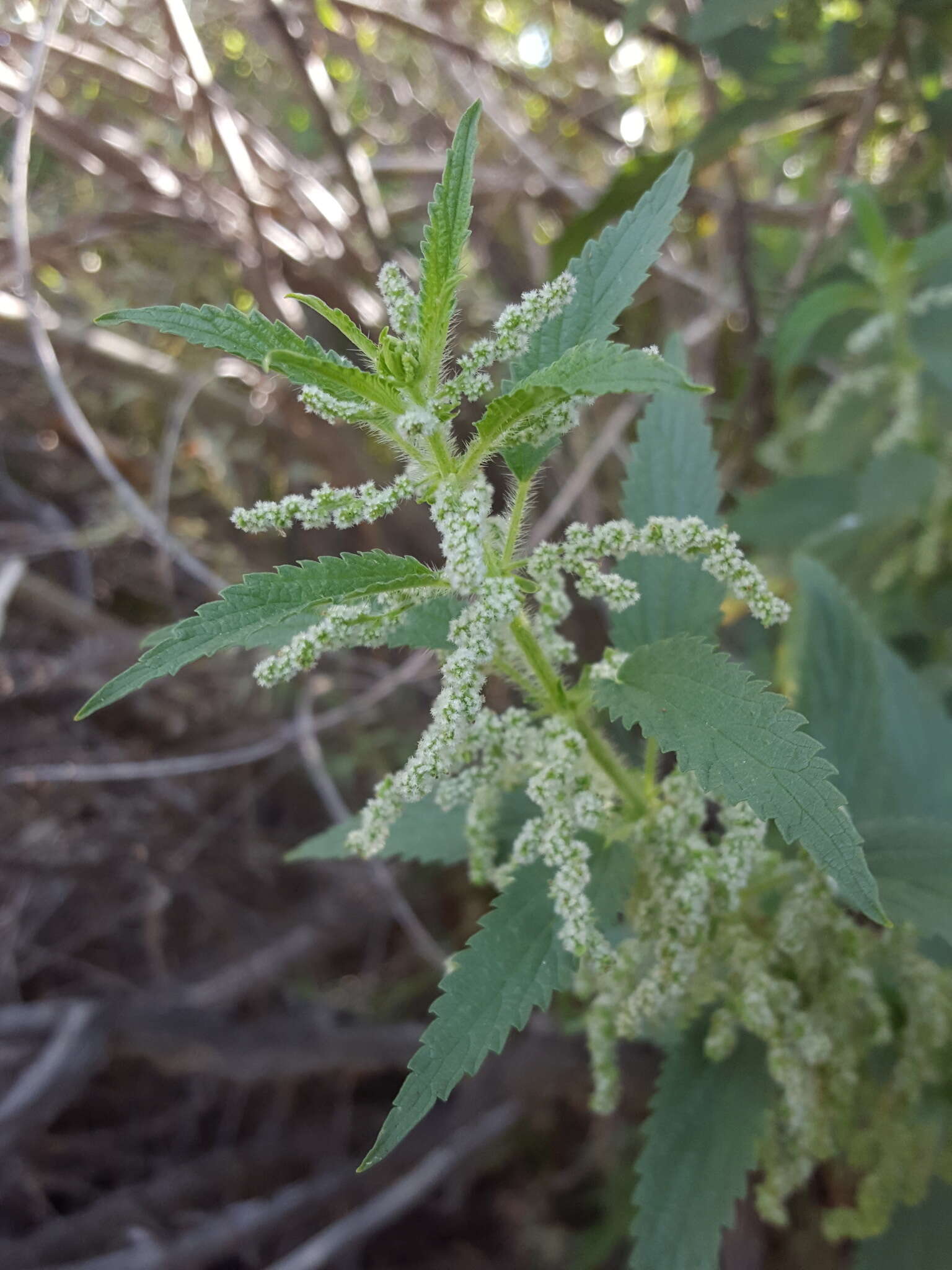 Image of stinging nettle