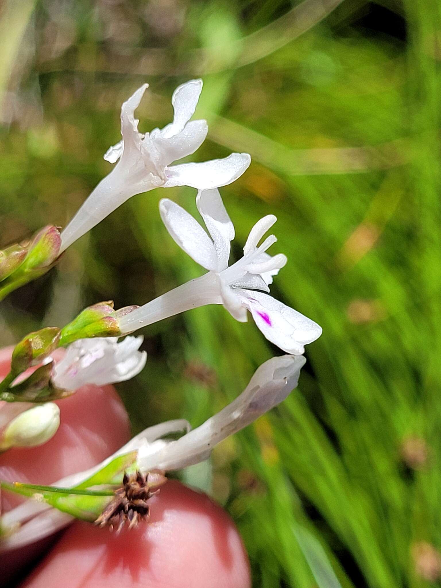 Image of Schizorhiza neglecta (Goldblatt) Goldblatt & J. C. Manning