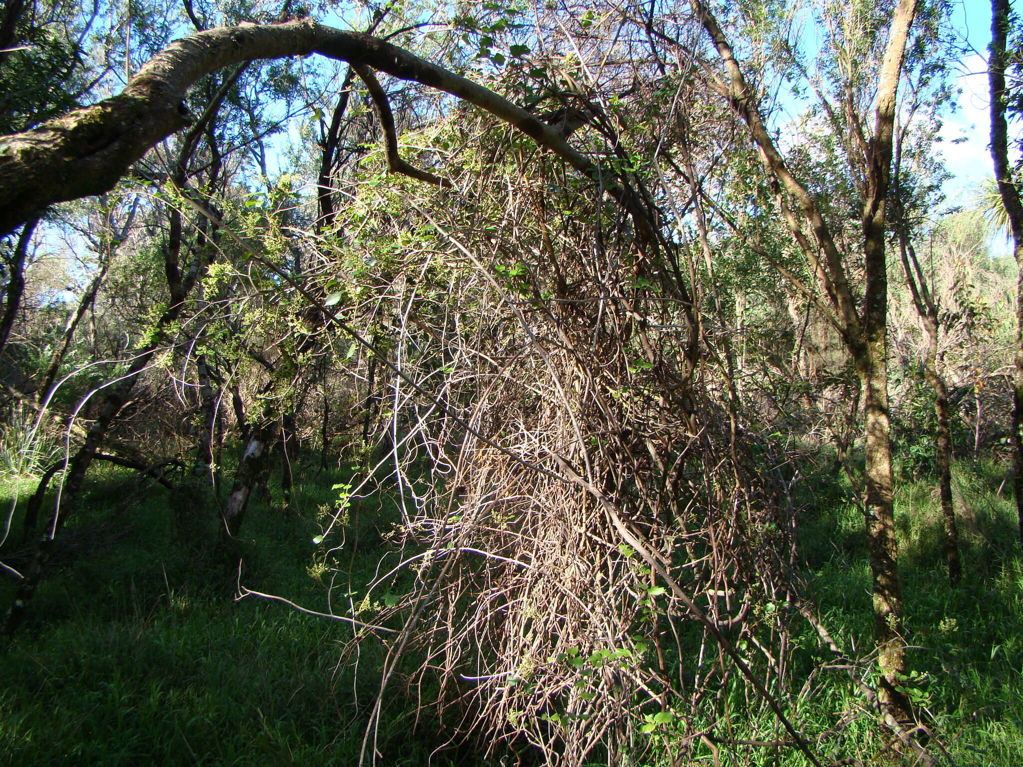 Image of Muehlenbeckia australis (Forst. fil.) Meisn.