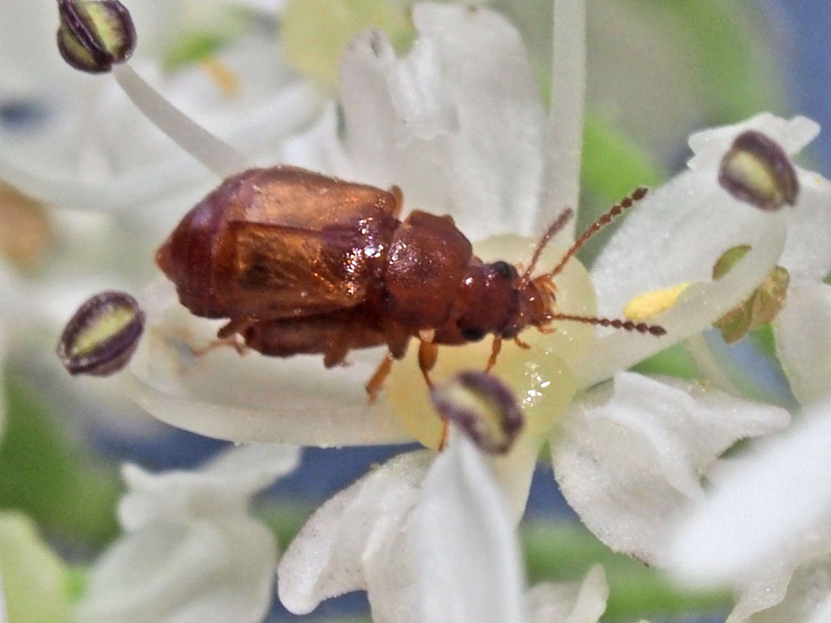 Image de Eusphalerum (Eusphalerum) luteum (Marsham 1802)