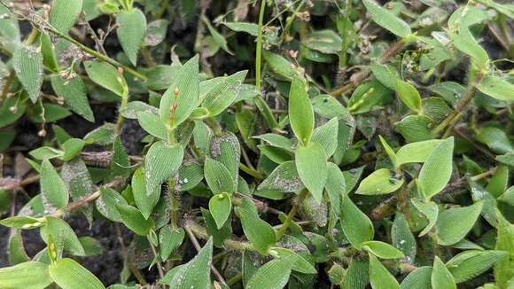 Image of Isachne myosotis Nees