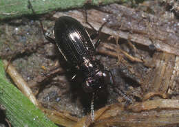 Image of Rough-necked Springtail-stalker