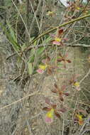 Image of Encyclia hanburyi (Lindl.) Schltr.